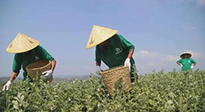 宛“艾”將熟！一株野草長成南陽百億產(chǎn)業(yè)帶 | 極刻