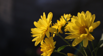 【養(yǎng)生知識(shí)】入秋菊花藥膳，美味營養(yǎng)、養(yǎng)生保健！
