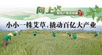 【行業(yè)資訊】向上，特色產(chǎn)業(yè)看河南：南陽艾區(qū)域品牌正在叫響！