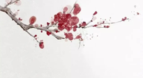 【冬日數(shù)九】2024年開(kāi)始數(shù)九，收藏好時(shí)間表，帶你了解什么是冬九九！