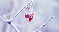 【小寒節(jié)氣】時(shí)處二三九，臘月梅花開！