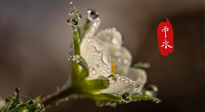 【二十四節(jié)氣灸】雨水節(jié)氣，扶陽、祛濕、調(diào)氣血，才是養(yǎng)生重點(diǎn)！艾灸，橫掃濕寒！