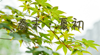 【艾灸養(yǎng)生】春末夏初：上熱下寒癥狀，補不如疏通淤堵，試試艾灸吧！