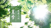 【艾灸三伏天】今年三伏不一般，仙草小助理建議大家早作準(zhǔn)備哦！
