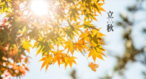 【節(jié)氣飲食】立秋將至，吃最合適的飲食，平穩(wěn)度過(guò)季節(jié)交替！